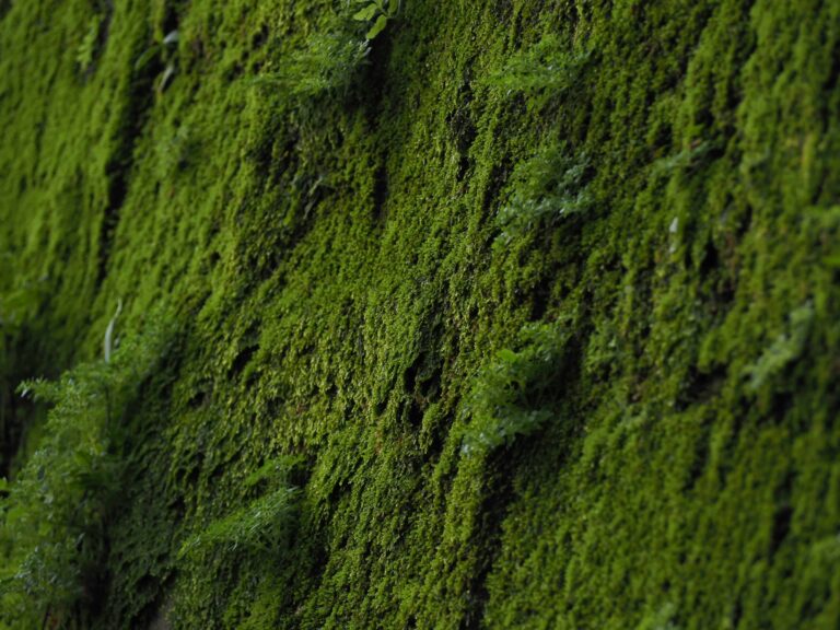 Pros and Cons of Live Moss Walls: Is It Right for Your Home?