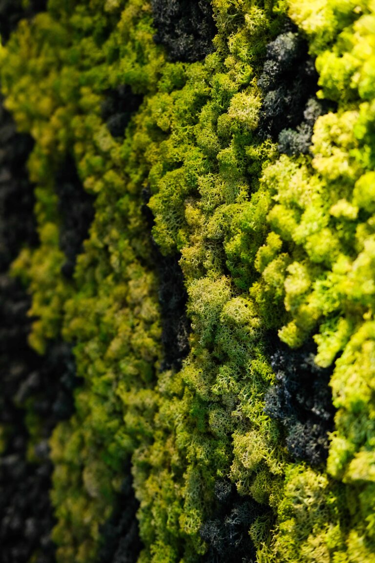 Live Moss Walls for Retail Spaces: Creating Eye-Catching Visual Displays